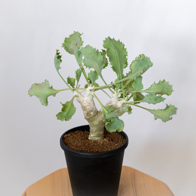 F768 オトンナ・フェザーリーヴス 塊根植物 コーデックス 厳選 実生大