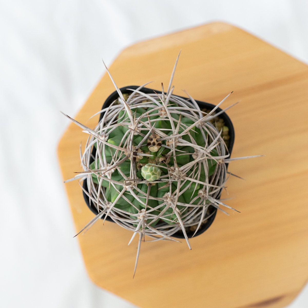 ギムノカリキウム フェロシオール 実生 Gymnocalycium hybopleurum v