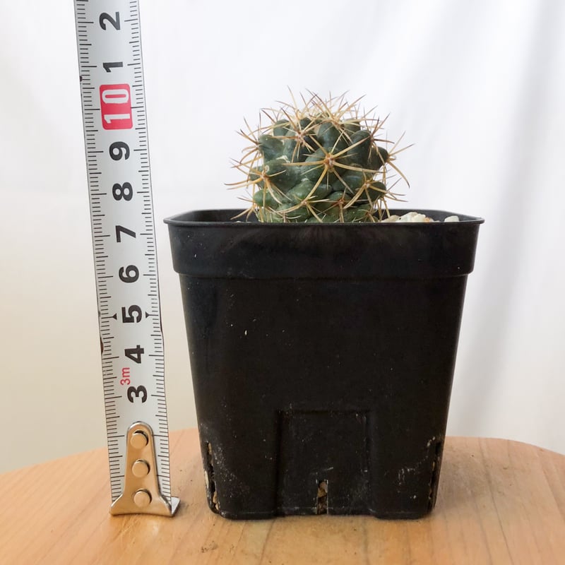 コリファンタ 象牙丸 実生 Coryphantha elephantidens サボテン 多肉
