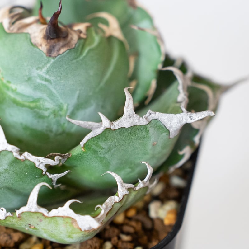 アガベ チタノタ 白鯨 OC株 美株【発根管理中】Agave titanota アガベ チタノタ 白鯨 OC株 美株【発根管理中】Agave titanota