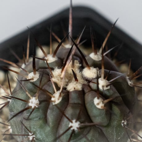 コピアポア 黒王丸 Copiapoa cinerea サボテン 多肉植物 珍奇植物 静岡 ANTIDOTE 通販 S1471