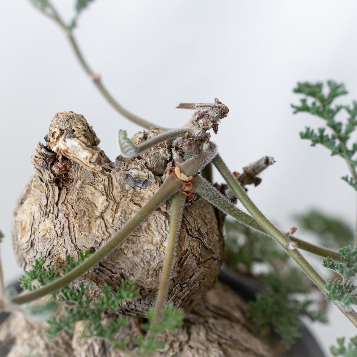 特大！！！　ペラルゴニウム　トリステ　丸株 ペラルゴニウム トリステ | STELLA.PLANTS
