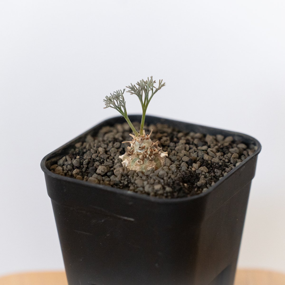 モンソニア ペニクリナム 実生 Monsonia peniculinum サルコカウロン