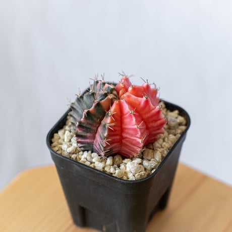 現品配送】ギムノカリキウム ミハノビッチ 15個セット アソート