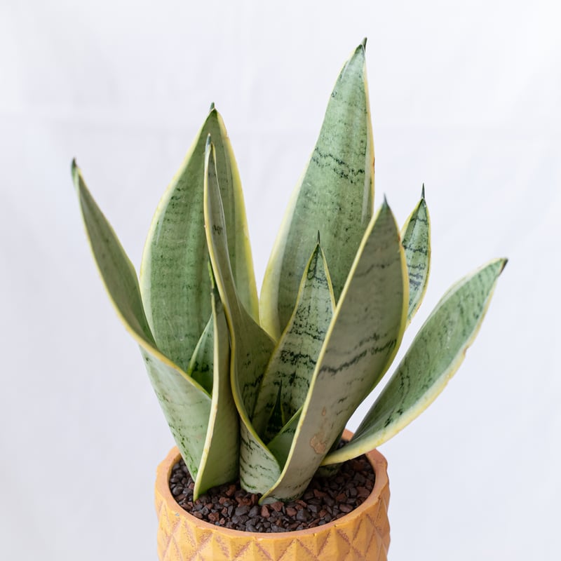 サンスベリア シルバーハニー 鉢セット Sansevieria Silver Hahnii 観