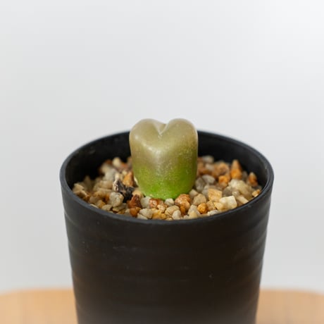 コノフィツム | STORES