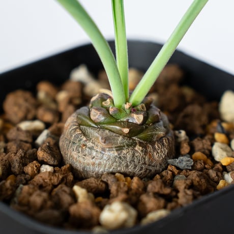 鉄甲丸 ユーフォルビア ブプレウリフォリア 実生 Euphorbia bupleurifolia 多肉植物 珍奇植物 静岡 ANTIDOTE 通販 S1383