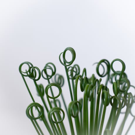 アルブカ スピラリス フリズルシズル Albuca spiralis Frizzle sizzle 塊根植物 多肉植物 珍奇植物 静岡 ANTIDOTE 通販 S989