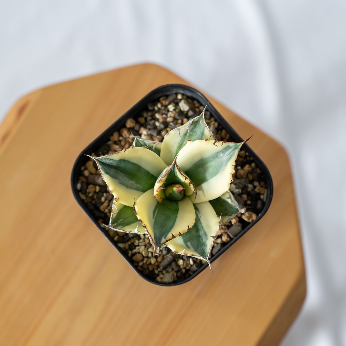 アガベ チタノタ スナグルトゥース Agave titanota Snaggle Tooth