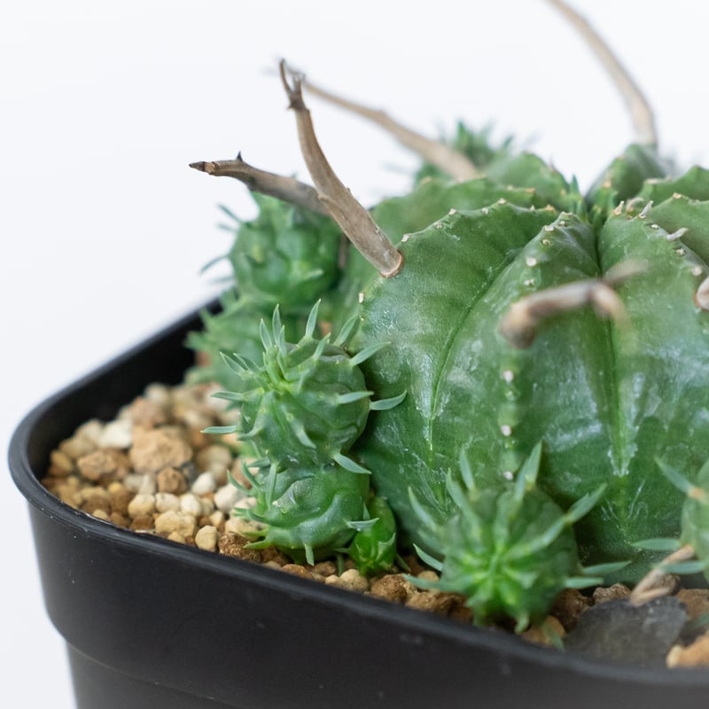 ユーフォルビア スーパーバリダ 子株付き 美株 実生 Euphorbia super