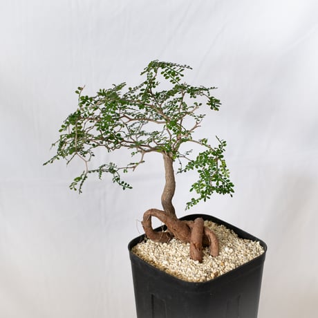 パキプス | STORES