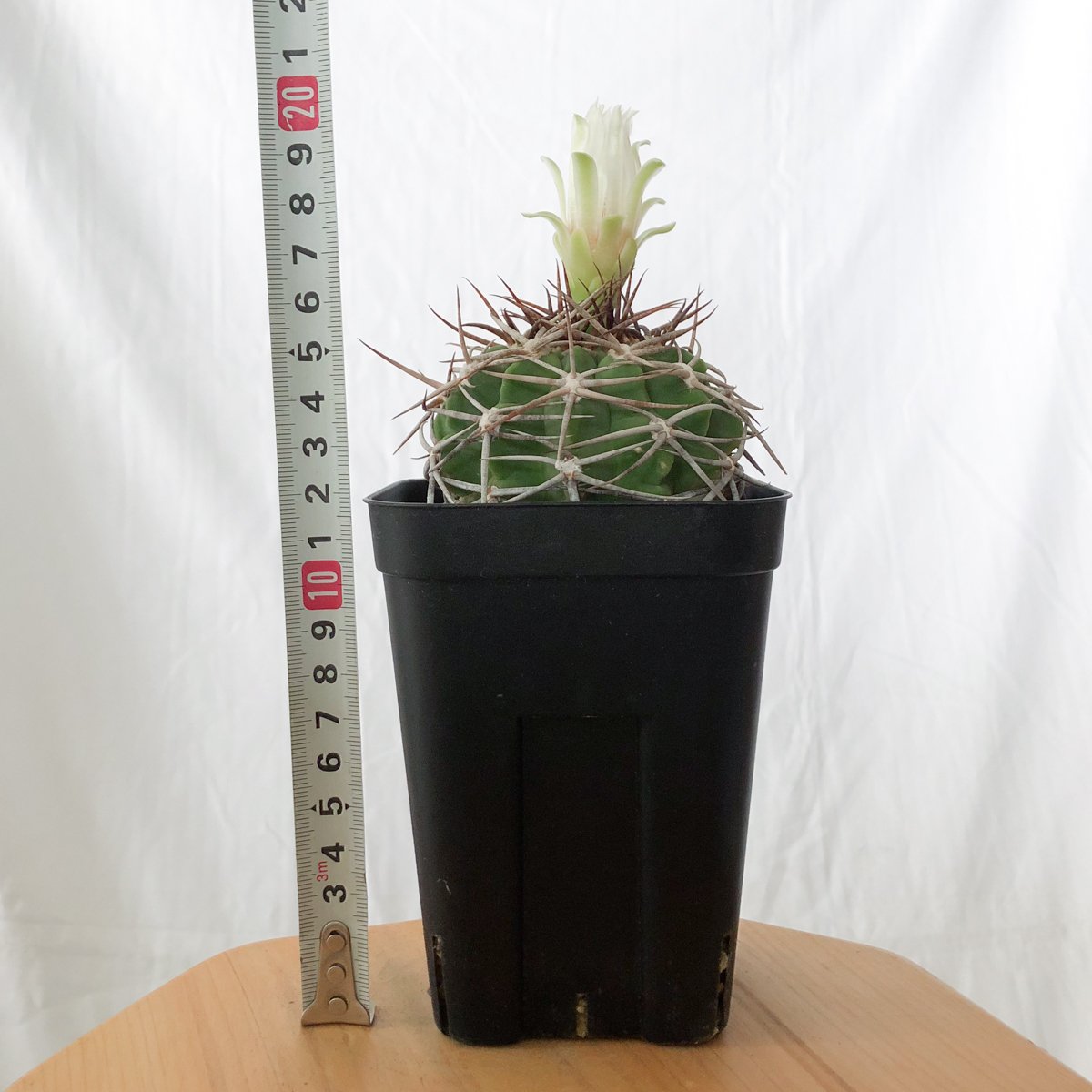 ギムノカリキウム フェロシオール 実生 Gymnocalycium hybopleurum v