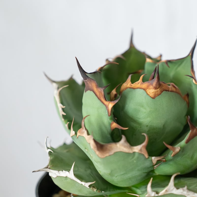 アガベ チタノタ 姫厳竜 美株 OC株【発根管理中】Agave titanota 多肉