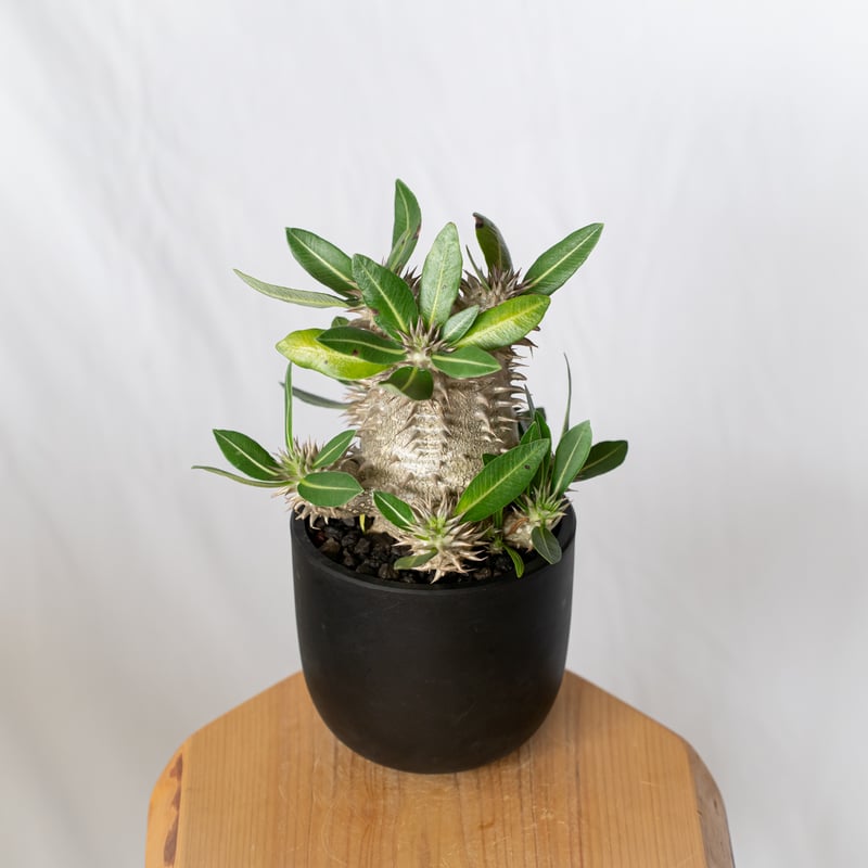 パキポディウム 恵比寿大黒 実生 美株 Pachypodium Densicaule パキポディウム 恵比寿大黒 実生 美株 Pachypodium Densicaule