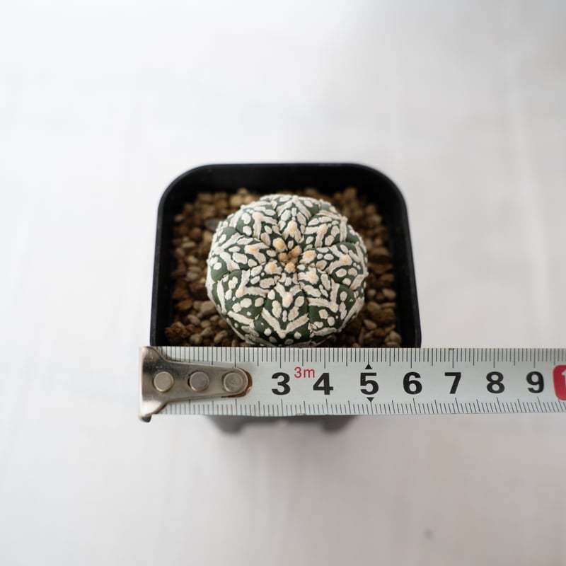アストロフィツム スーパー兜 Vタイプ アロータイプ Astrophytum 多肉