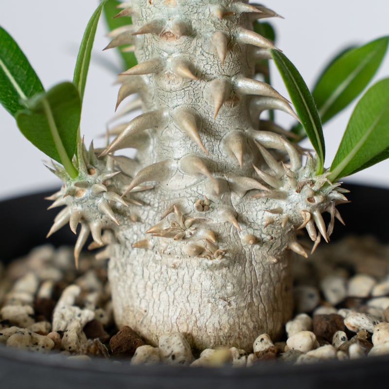 パキポディウム 恵比寿大黒 実生 Pachypodium Densicaule 塊根植物 コー