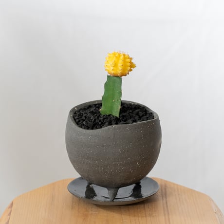 ギムノカリキウム ヒボタン 緋牡丹 鉢セット サボテン 多肉植物 観葉植物 インテリアグリーン 静岡 ANTIDOTE 通販 S877