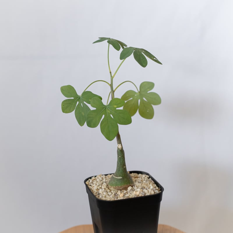 アデニア グラウカ 幻蝶かずら 実生 Adenia glauca 塊根植物