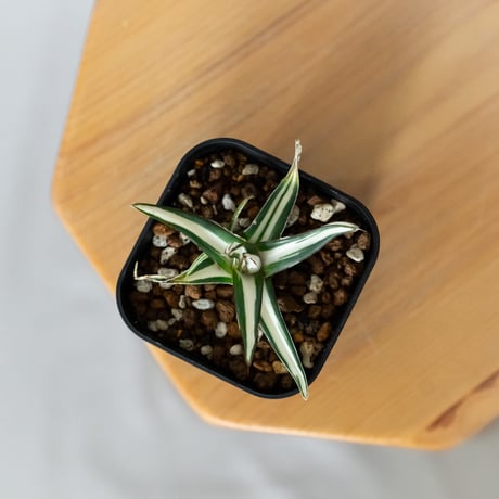 アガベ 氷山 白中斑【発根管理中】TC株 Agave victoriae-reginae Hyouzan 多肉植物 珍奇植物 静岡 ANTIDOTE 通販 S1448