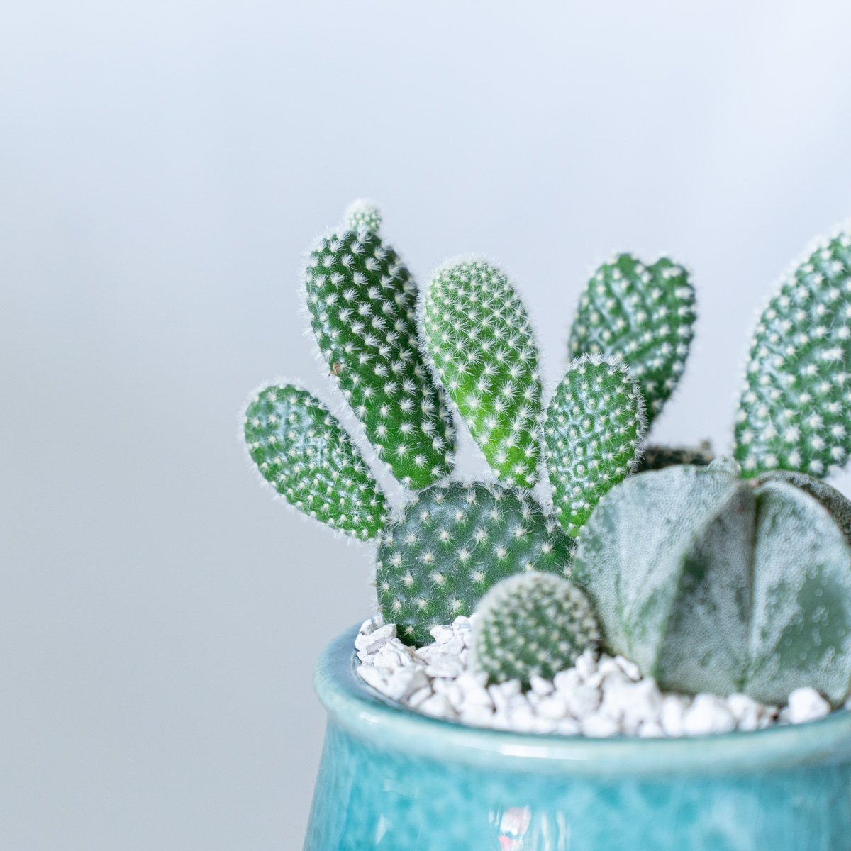 バニーカクタス＆ランポー 寄せ植え 鉢セットオプンチア アストロ