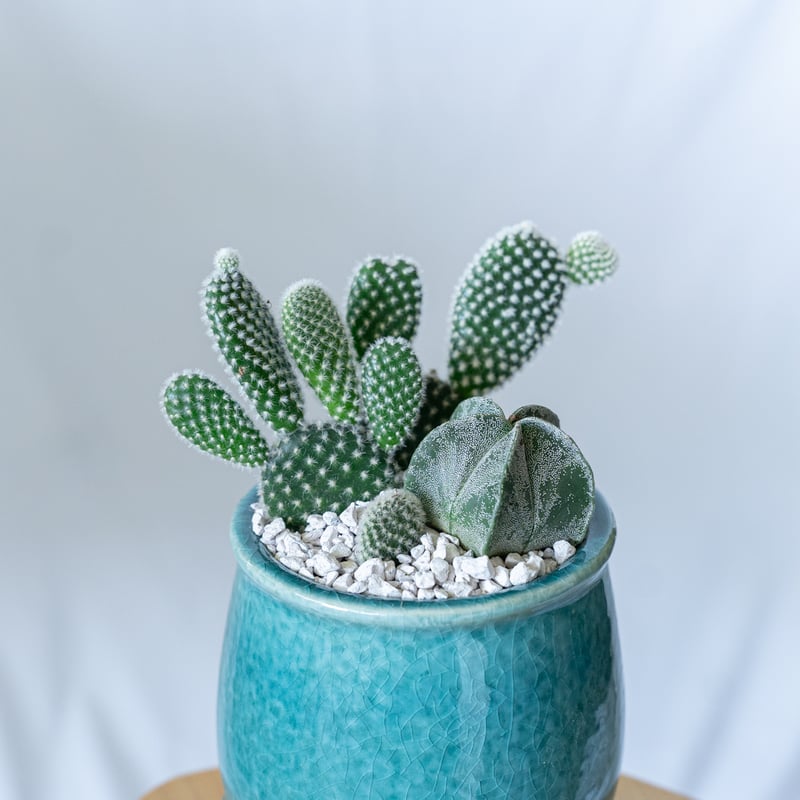 バニーカクタス＆ランポー 寄せ植え 鉢セットオプンチア アストロ