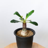 ユーフォルビア ラメナ 実生 Euphorbia ramena 多肉植物 珍奇植物 静岡 ANTIDOTE 通販 S1495