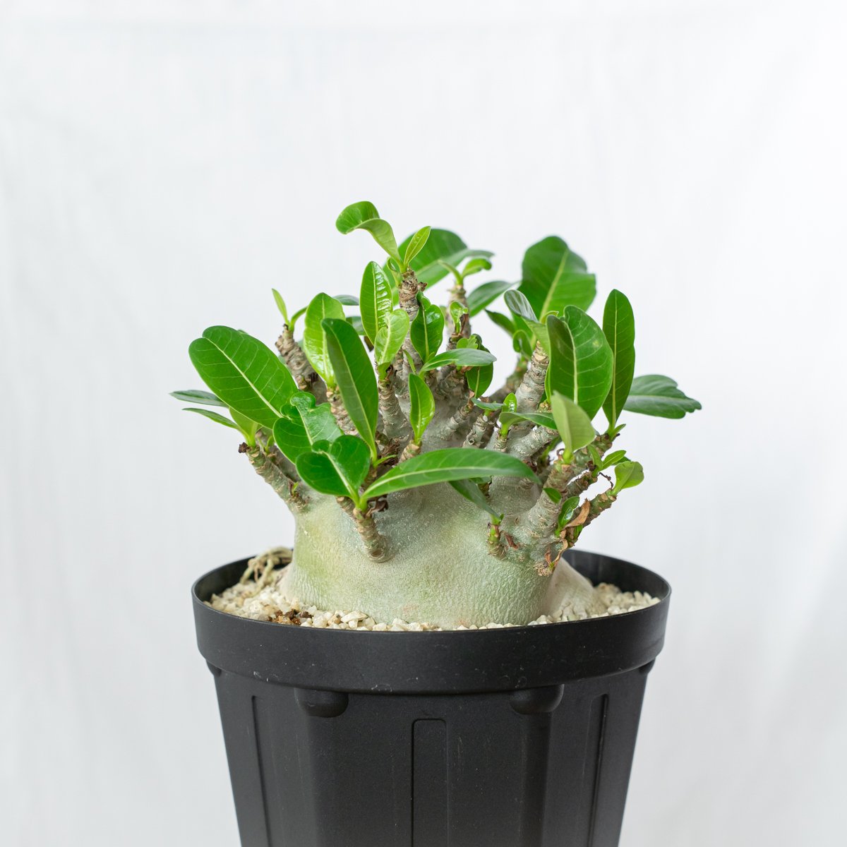 アデニウム アラビカム ブラックスキン 大株 輸入株 Adenium Arabicum