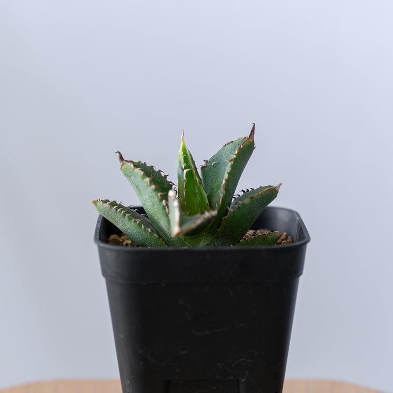 アガベ チタノタ 豆豆龍 【発根管理中】TC Agave titanota