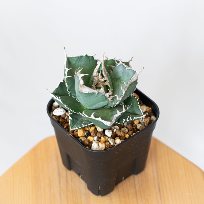 アガベ　SAD 大株　子株付き チタノタsad | STORES