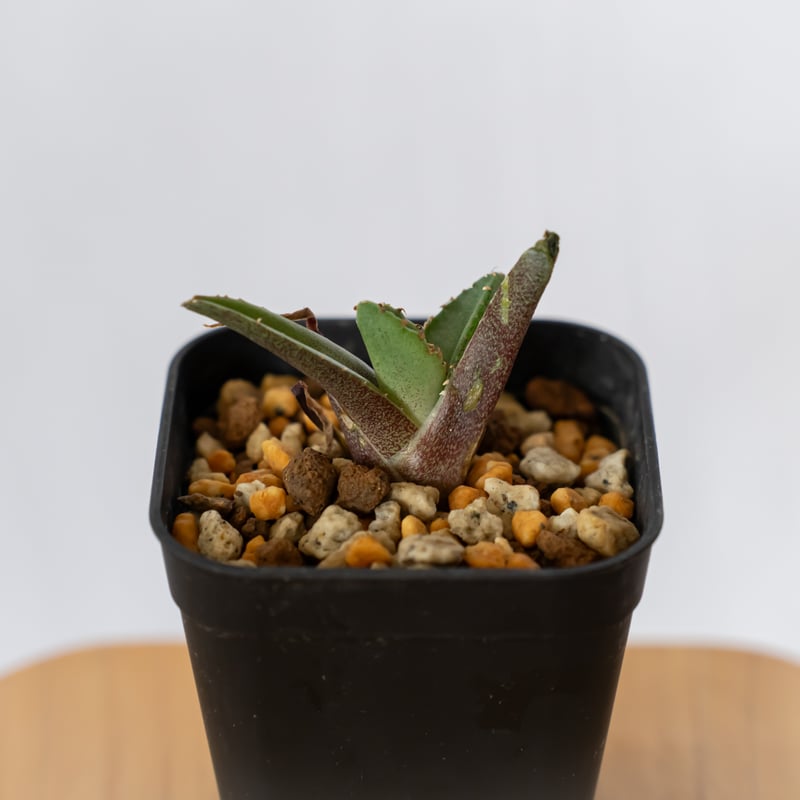 アガベ チタノタ 鰐亀 ワニガメ TC株 Agave titanota alligator s