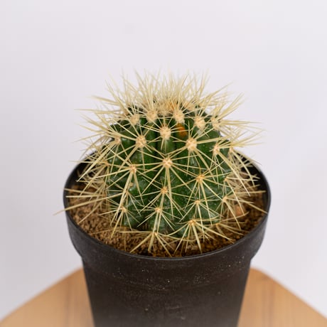 エキノカクタス 金鯱 実生 Golden ball cactus サボテン 多肉植物 珍奇植物 静岡 ANTIDOTE 通販 S1153