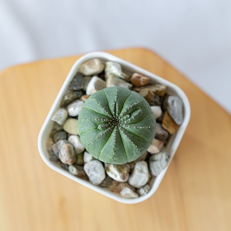 ユーフォルビア オベサ Euphorbia obesa 多肉植物 S146 | ANTIDOTE