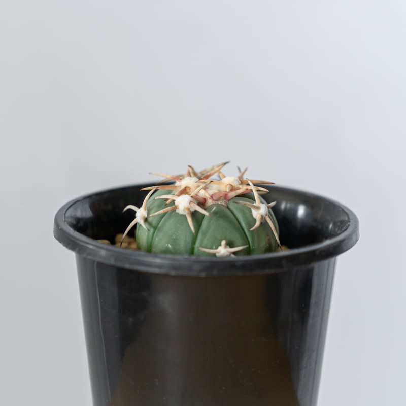 翠平丸　台付 エキノカクタス 白刺翠平丸 実生 美株 Echinocactus