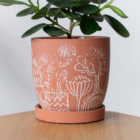 パンダガジュマル タイワンガジュマル 鉢セット Ficus microcarpa キジムナー 多幸の木 鉢セット 観葉植物 塊根植物 静岡 ANTIDOTE 通販 S1332