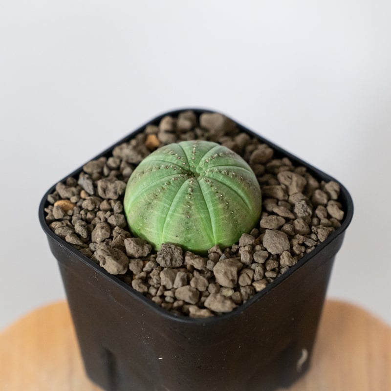 ユーフォルビア オベサ 実生 Euphorbia obesa 多肉植物 珍奇植物 静岡
