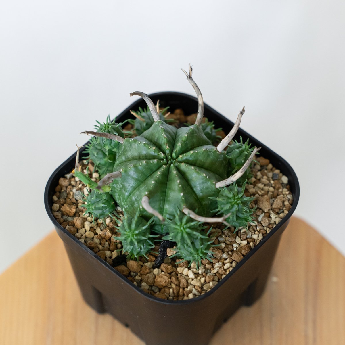 ブラックバリダ×スーパーバリダ　親株　子株付　① ユーフォルビア スーパーバリダ 子株付き 美株 実生 Euphorbia super