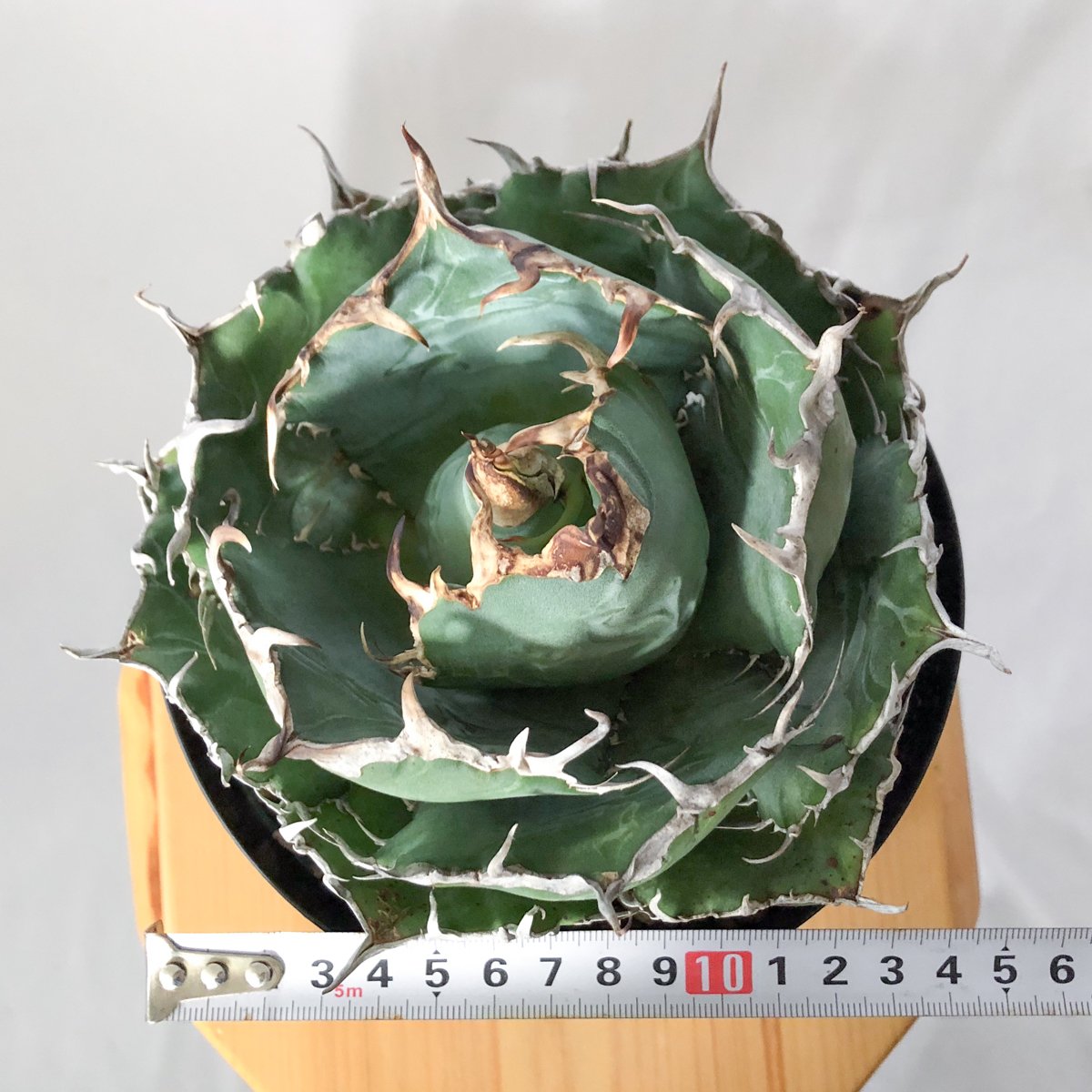 アガベ チタノタ 白鯨 特大株 OC株 Agave titanota White Whale