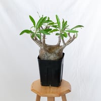 アガベ チタノタ 鷹の目 鷹眼【発根管理中】TC株 Agave titanota Hawk e