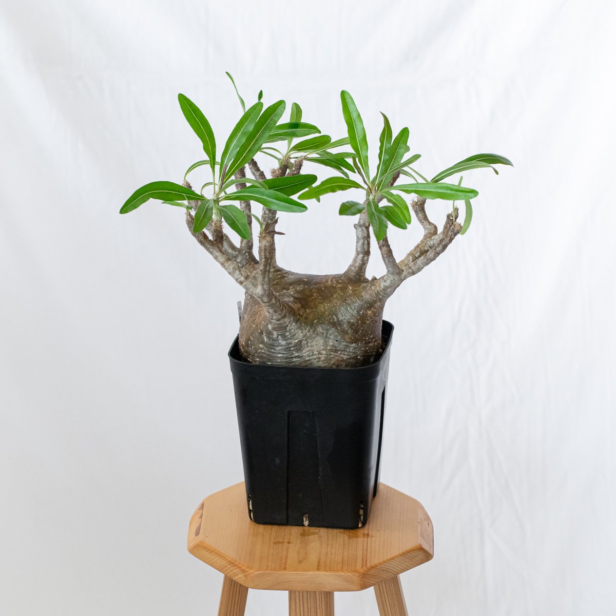 パキポディウム グラキリス 現地球 大株 pachypodhium Gracilius 塊根植