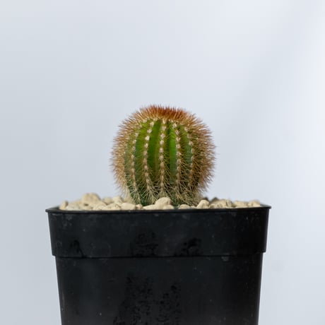 ユーフォルビア 紅彩閣錦 エノプラ 斑入り 実生 Euphorbia enopla 塊根植物 多肉植物 珍奇植物 静岡 ANTIDOTE 通販 S1482