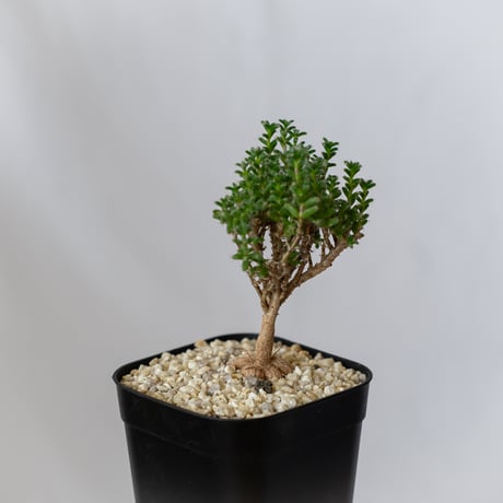 トリコディアデマ ブルボスム 姫紅子松 実生 Trichodiadema bulbosum 盆栽 塊根植物 コーデックス 多肉植物 珍奇植物 静岡 ANTIDOTE 通販 S790