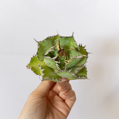 アガベチタノタフィリグリー アガベ チタノタ フィリグリー agave titanota filigree No.2 |