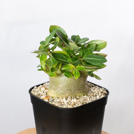 アデニウムアラビカム アデニウム アラビカム ドワーフ / 塊根の魅力が詰まりまくった幹と枝