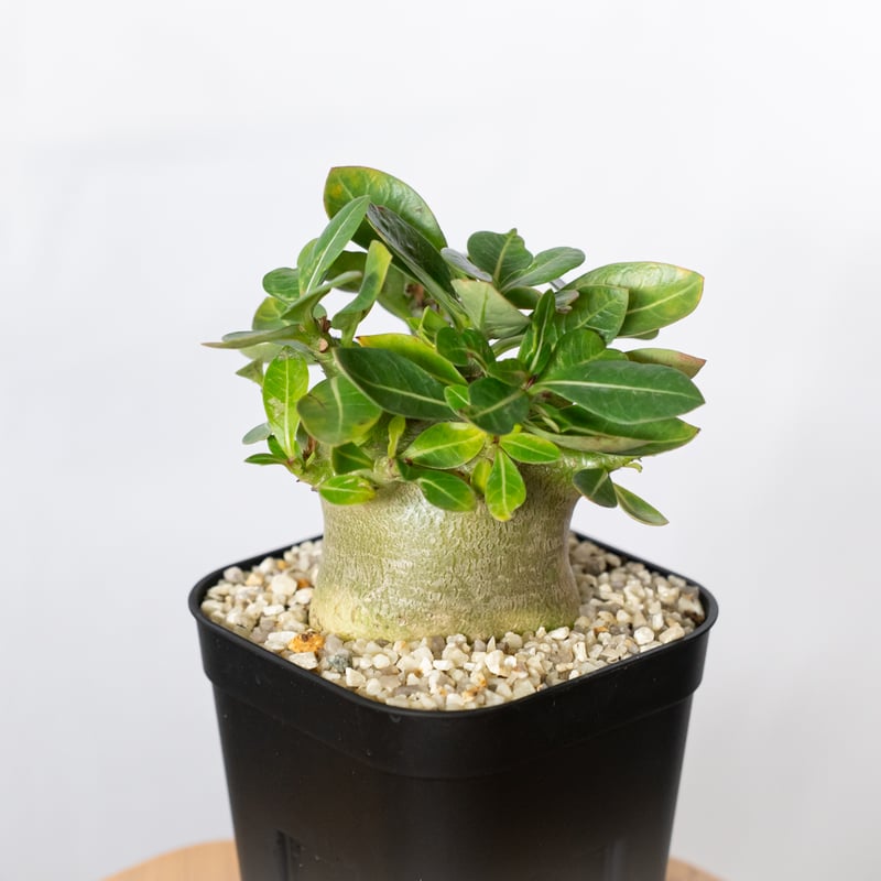アデニウム アラビカム モンスター Adenium Arabicum Monster 塊根植物