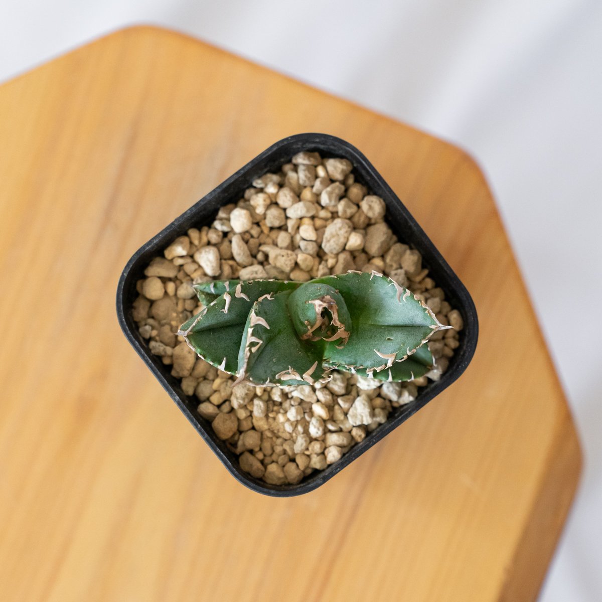 アガベ チタノタ 氷雹【発根管理中】TC株 Agave titanota HYO ブツブツ