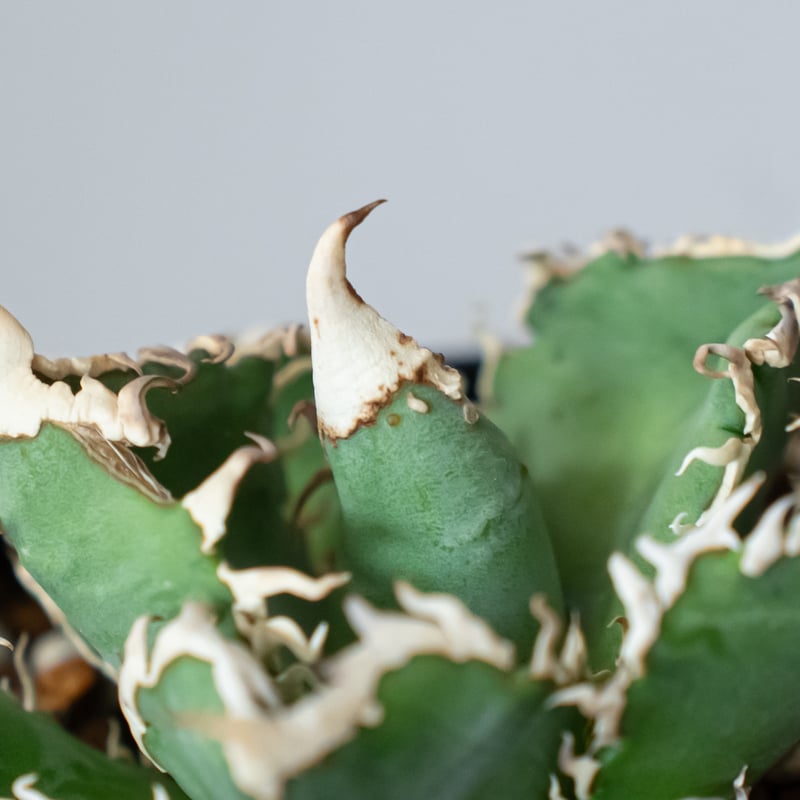 アガベ チタノタ 白幽霊【発根管理中】TC株 agave titanota white gho