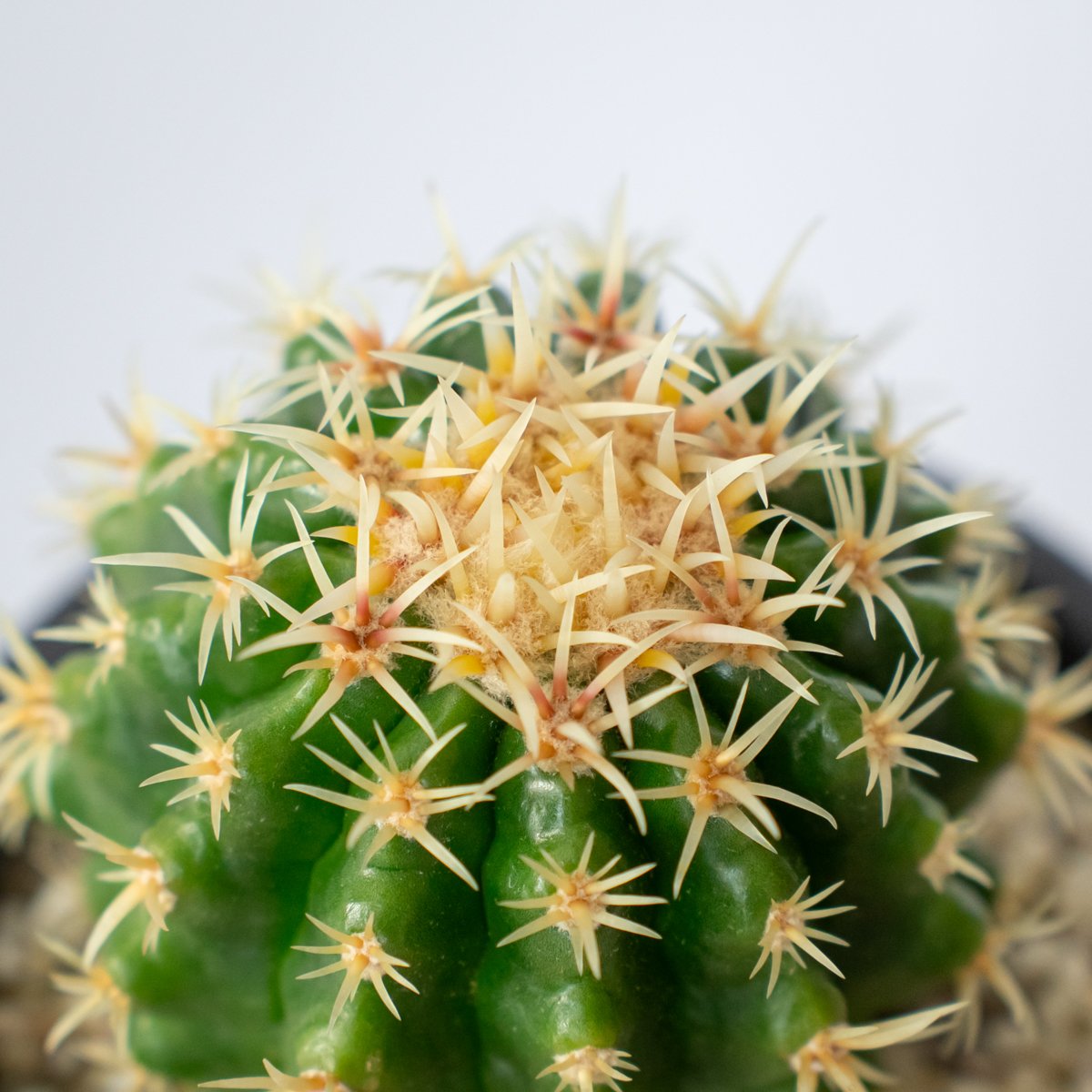 エキノカクタス 短刺金鯱 美株 実生 Golden ball cactus サボテン 多肉