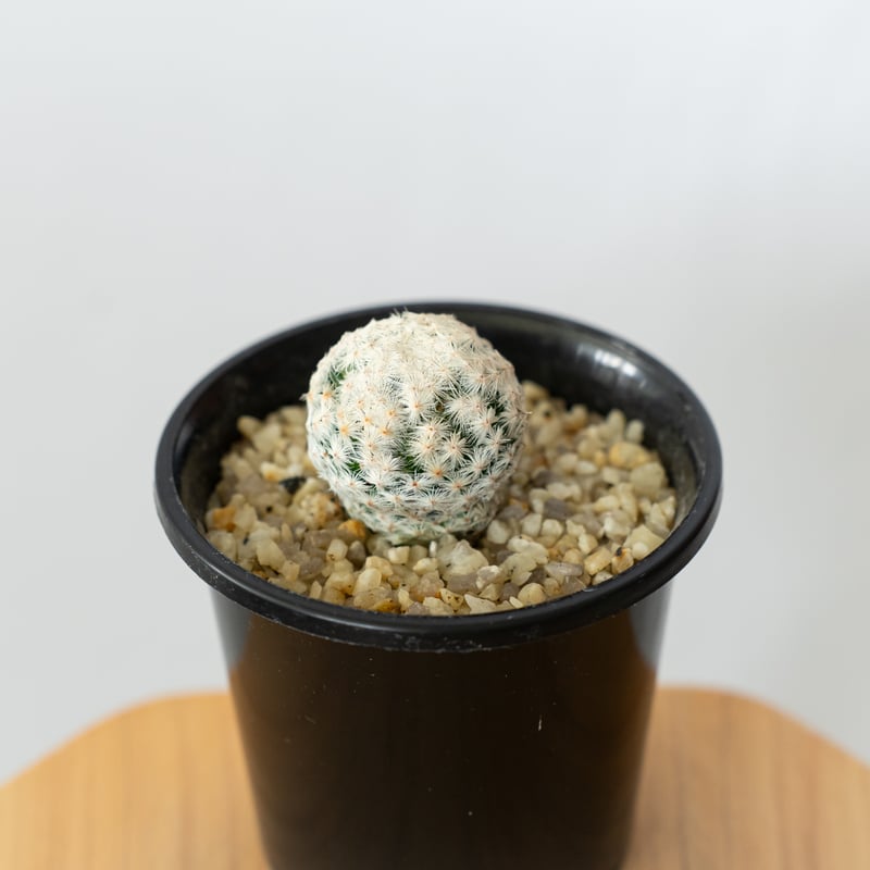 マミラリア 白鳥 大文字 カキ仔 Mammillaria herrerae サボテン 多肉