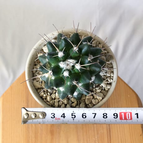 マミラリア マグニママ 鉢セット Mammillaria magnimamma サボテン 多肉植物 珍奇植物 静岡 ANTIDOTE 通販 S1404