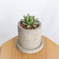ハオルチア オブツーサ錦 Haworthia obutusa 多肉植物 珍奇植物 静岡 ANTIDOTE 通販 S1050